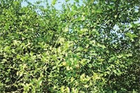 腾龙集团,油茶莳植生产加工销售,植物油莳植生产加工销售