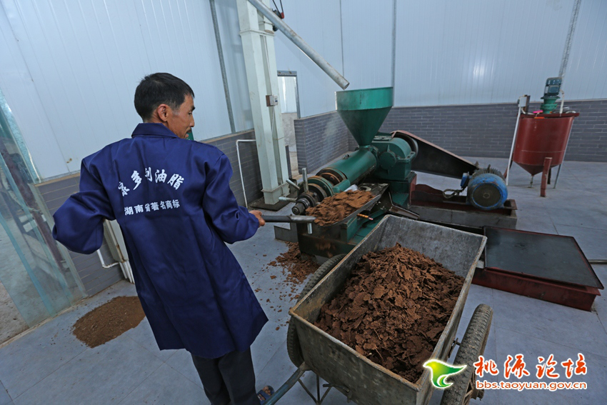 腾龙集团,油茶莳植生产加工销售,植物油莳植生产加工销售