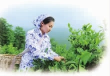 腾龙集团,油茶莳植生产加工销售,植物油莳植生产加工销售